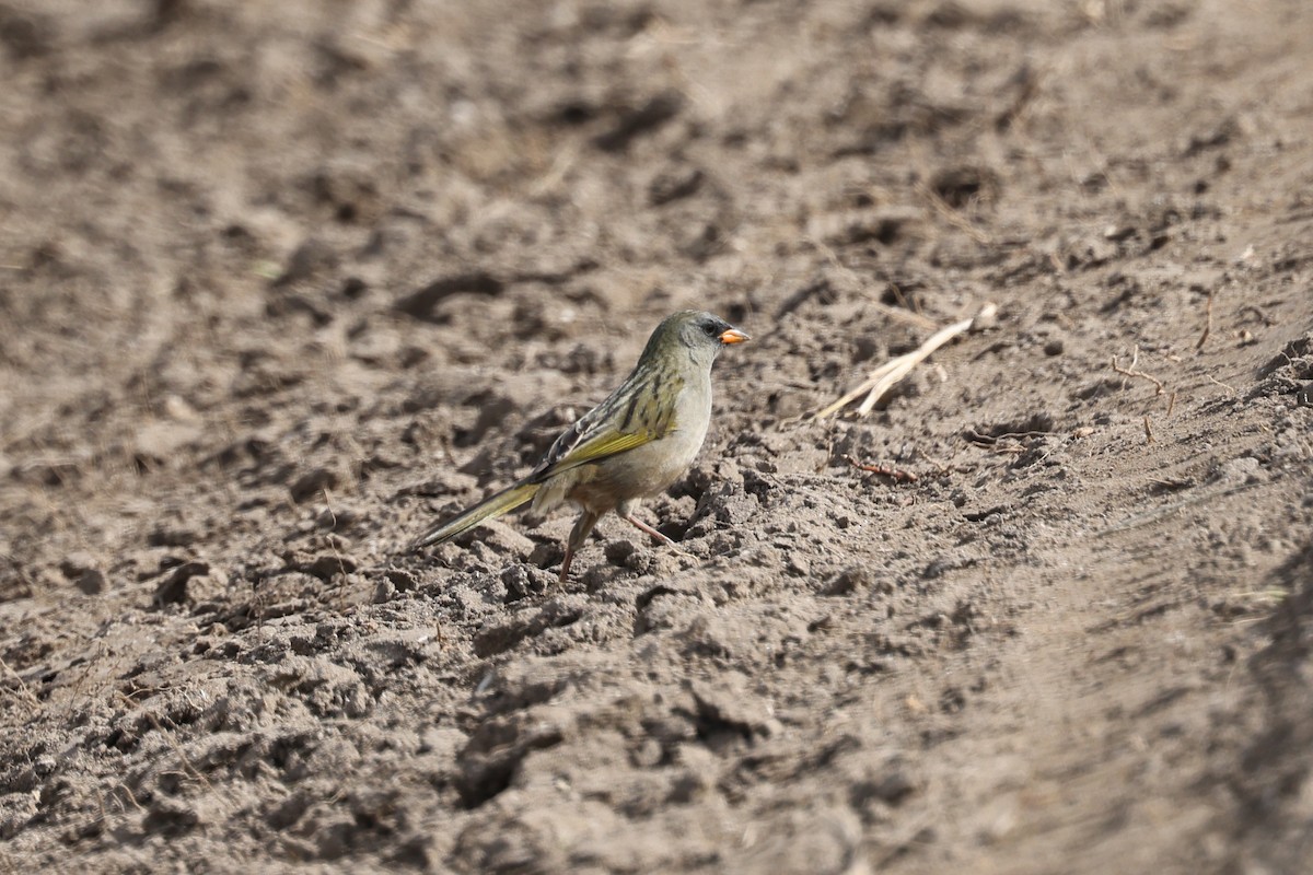Great Pampa-Finch - ML638726545