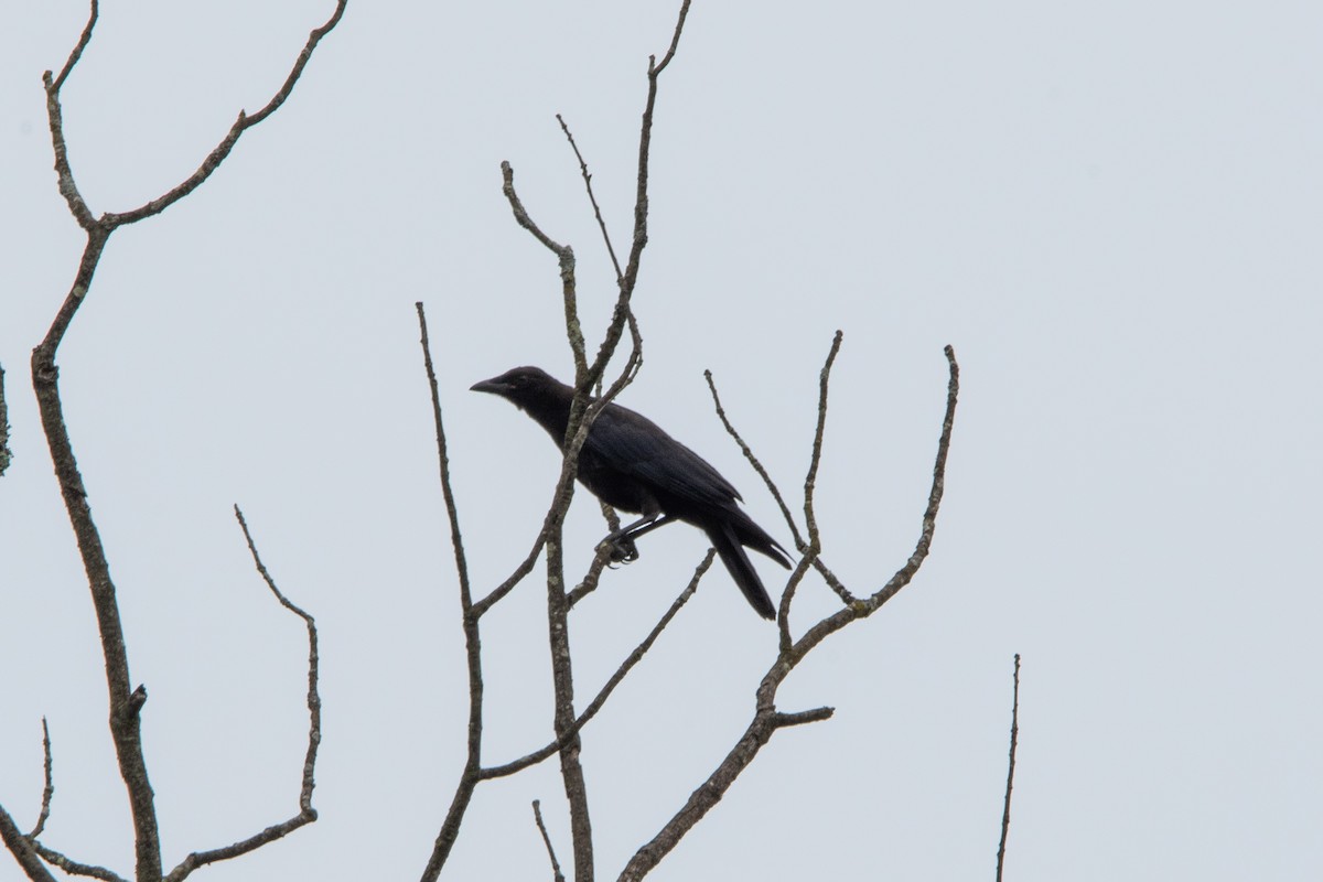 American Crow - ML638726551