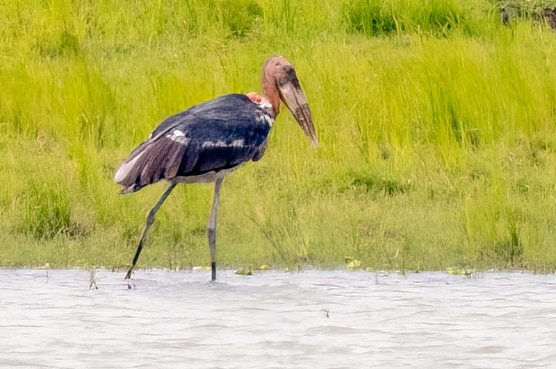 Greater Adjutant - ML638726594