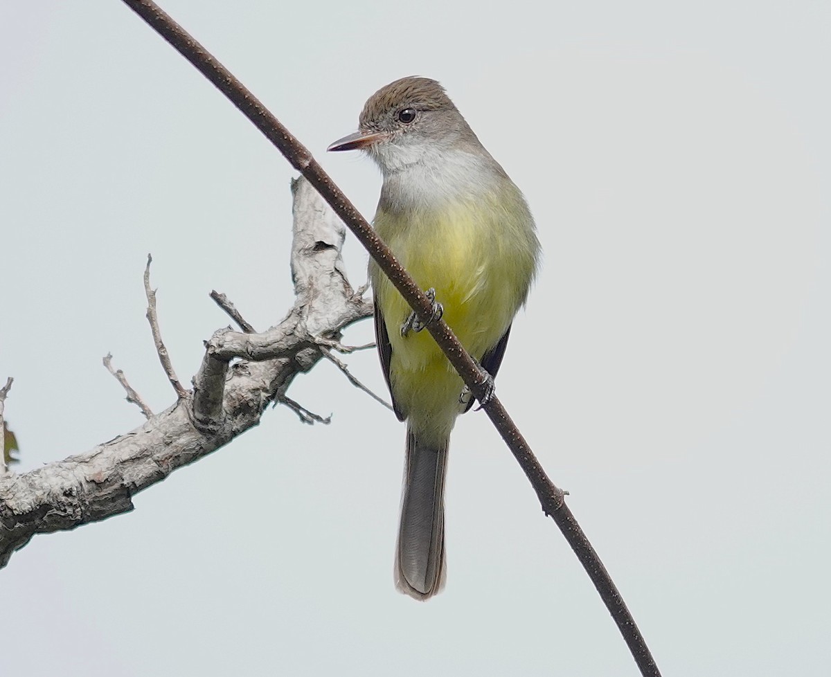 Short-crested Flycatcher - ML638726644