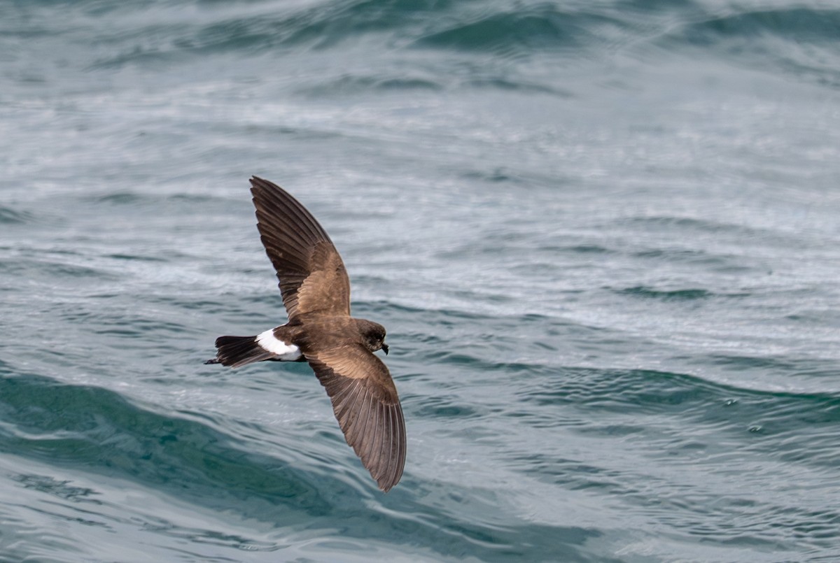 Elliot's Storm-Petrel - ML638726651