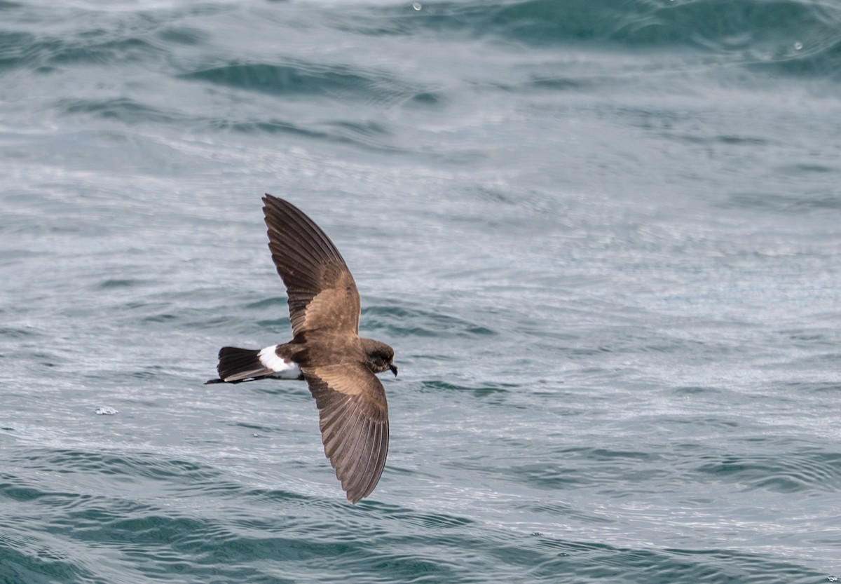 Elliot's Storm-Petrel - ML638726652