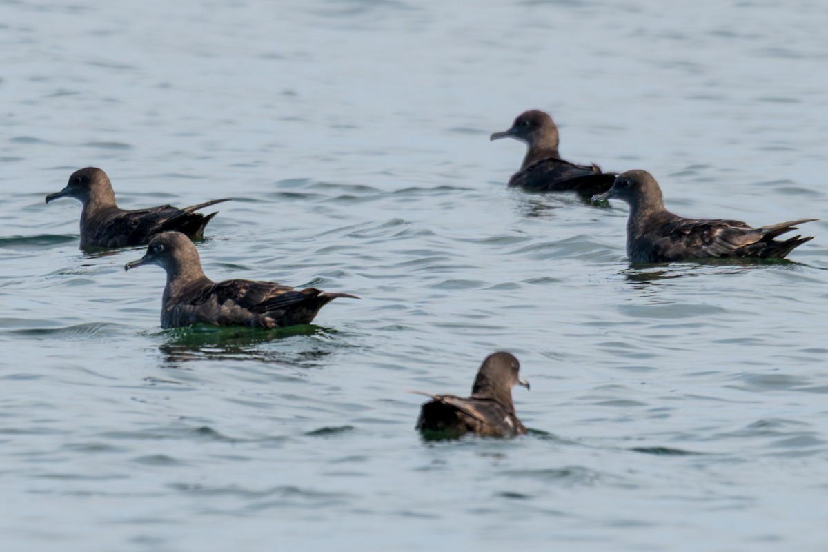 Sooty Shearwater - ML638726670