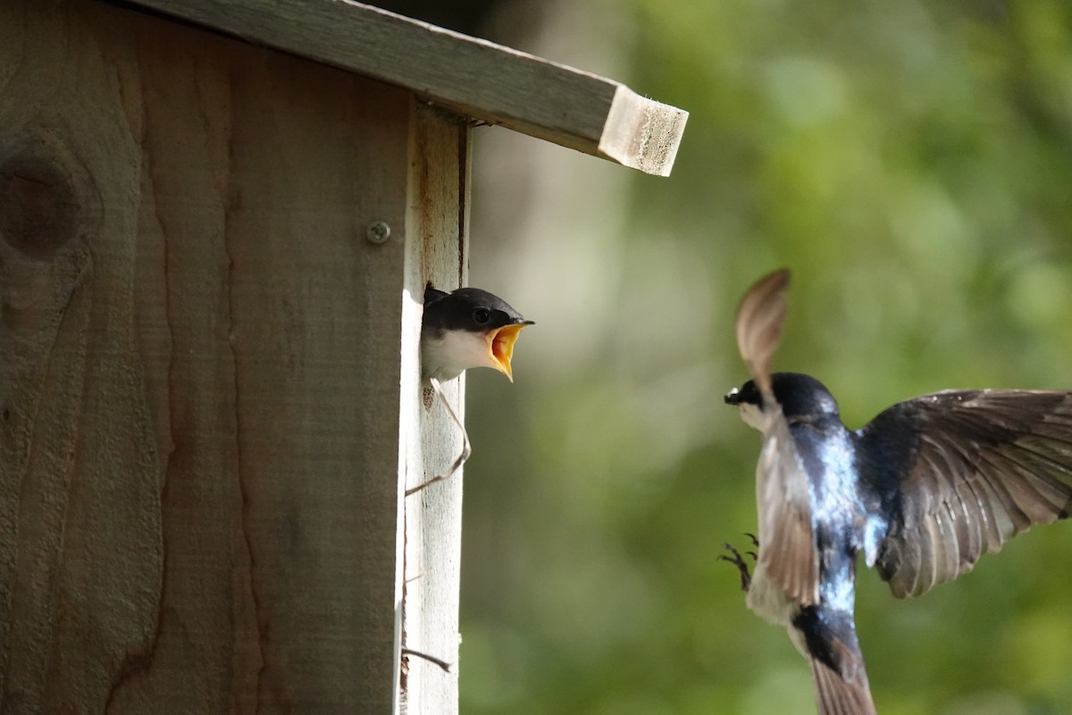 Tree Swallow - ML638726673