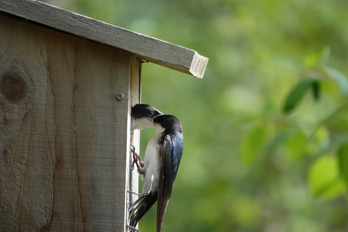 Tree Swallow - ML638726674