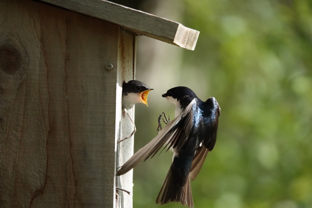 Tree Swallow - ML638726676