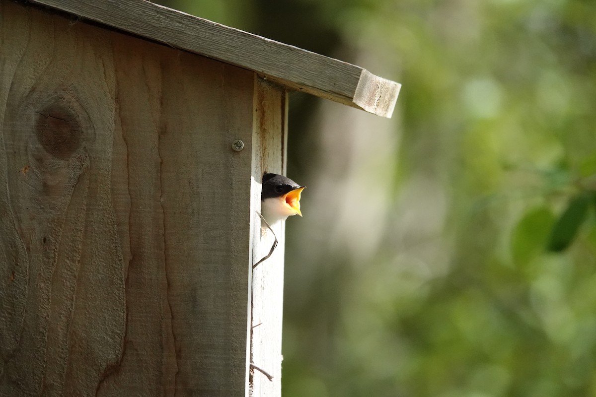 Tree Swallow - ML638726678