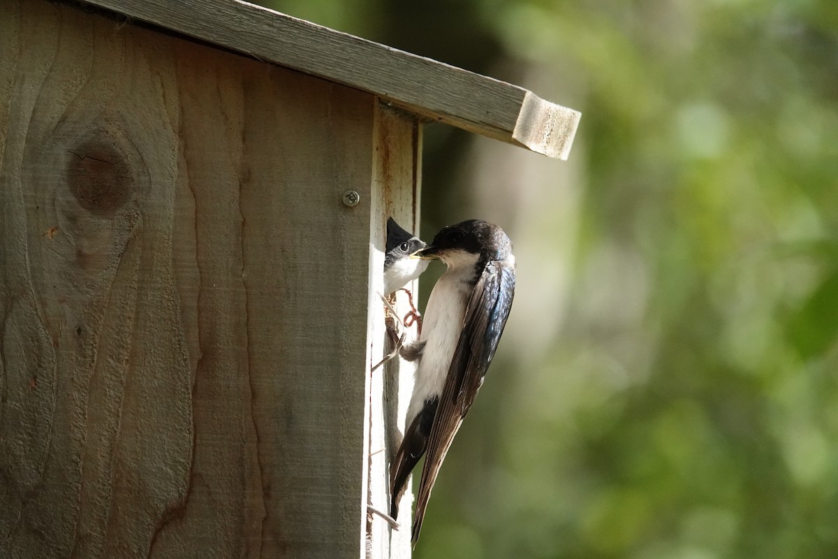 Tree Swallow - ML638726679
