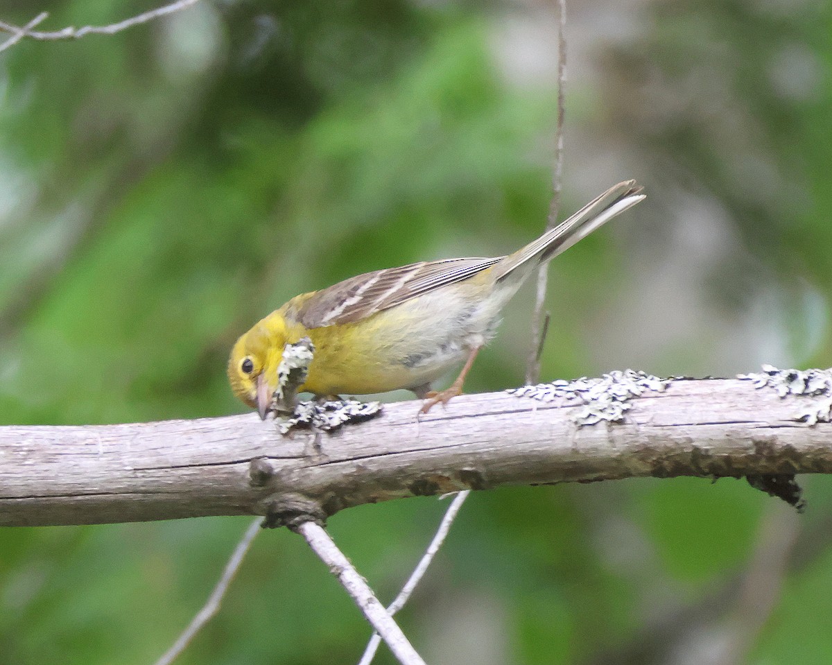 Pine Warbler - ML638726709