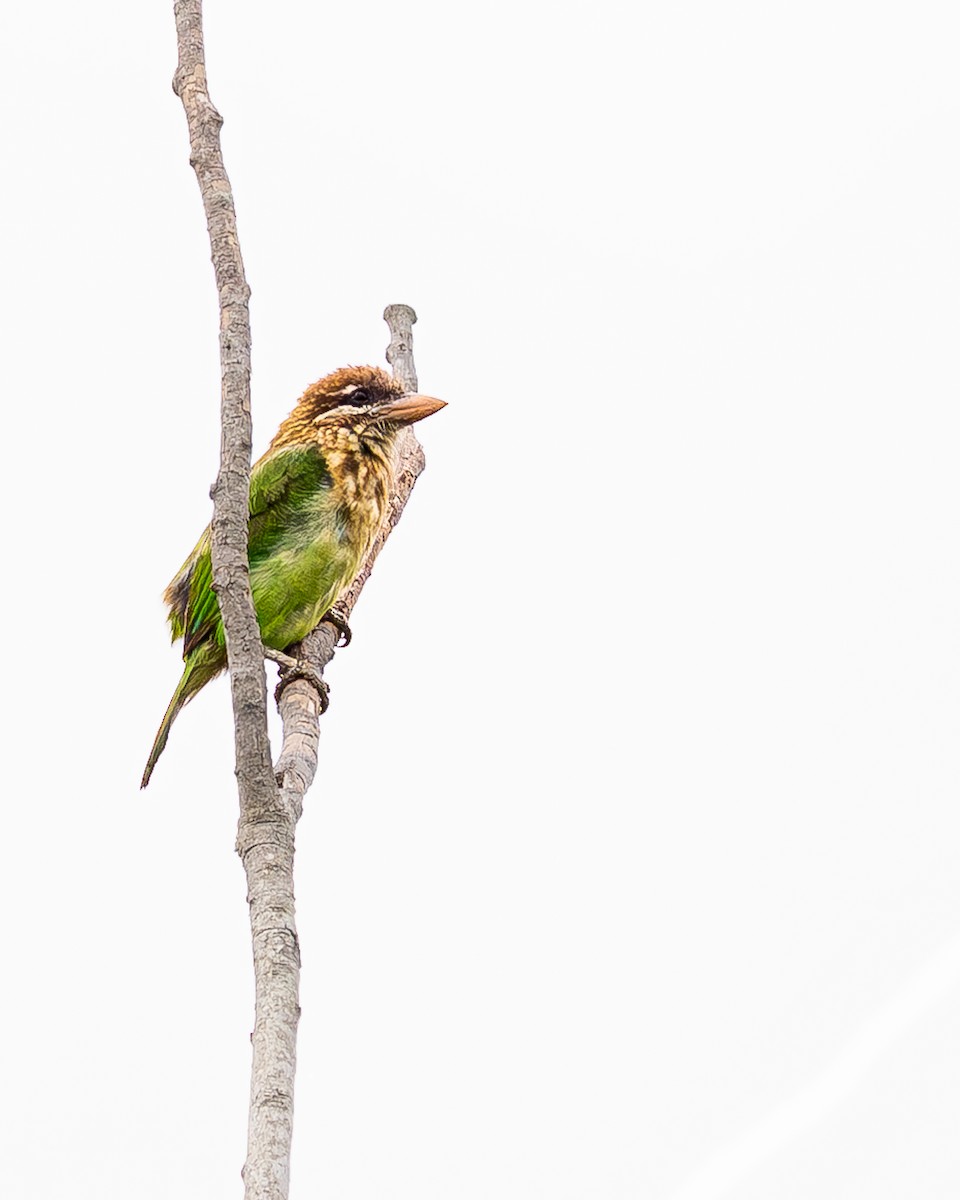 White-cheeked Barbet - ML638726717