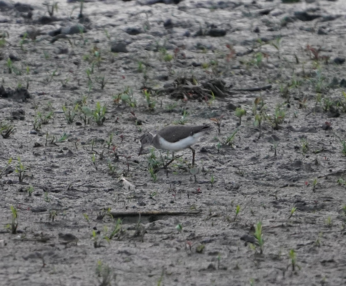flekksnipe - ML638726755