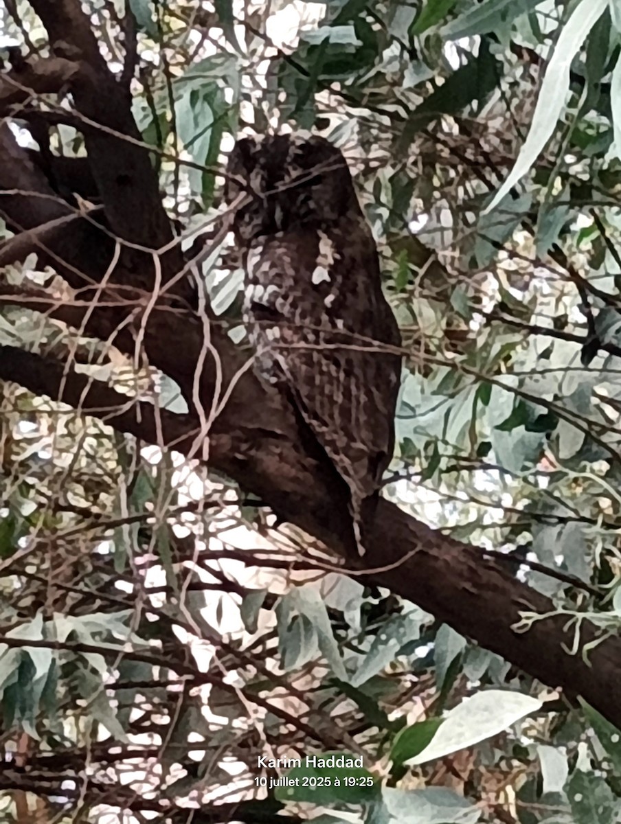 Maghreb Owl - ML638726775