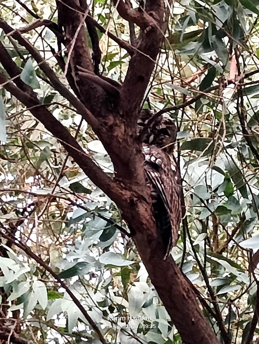 Maghreb Owl - ML638726776