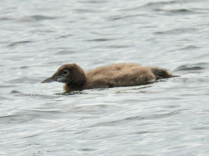 Common Loon - ML638726777