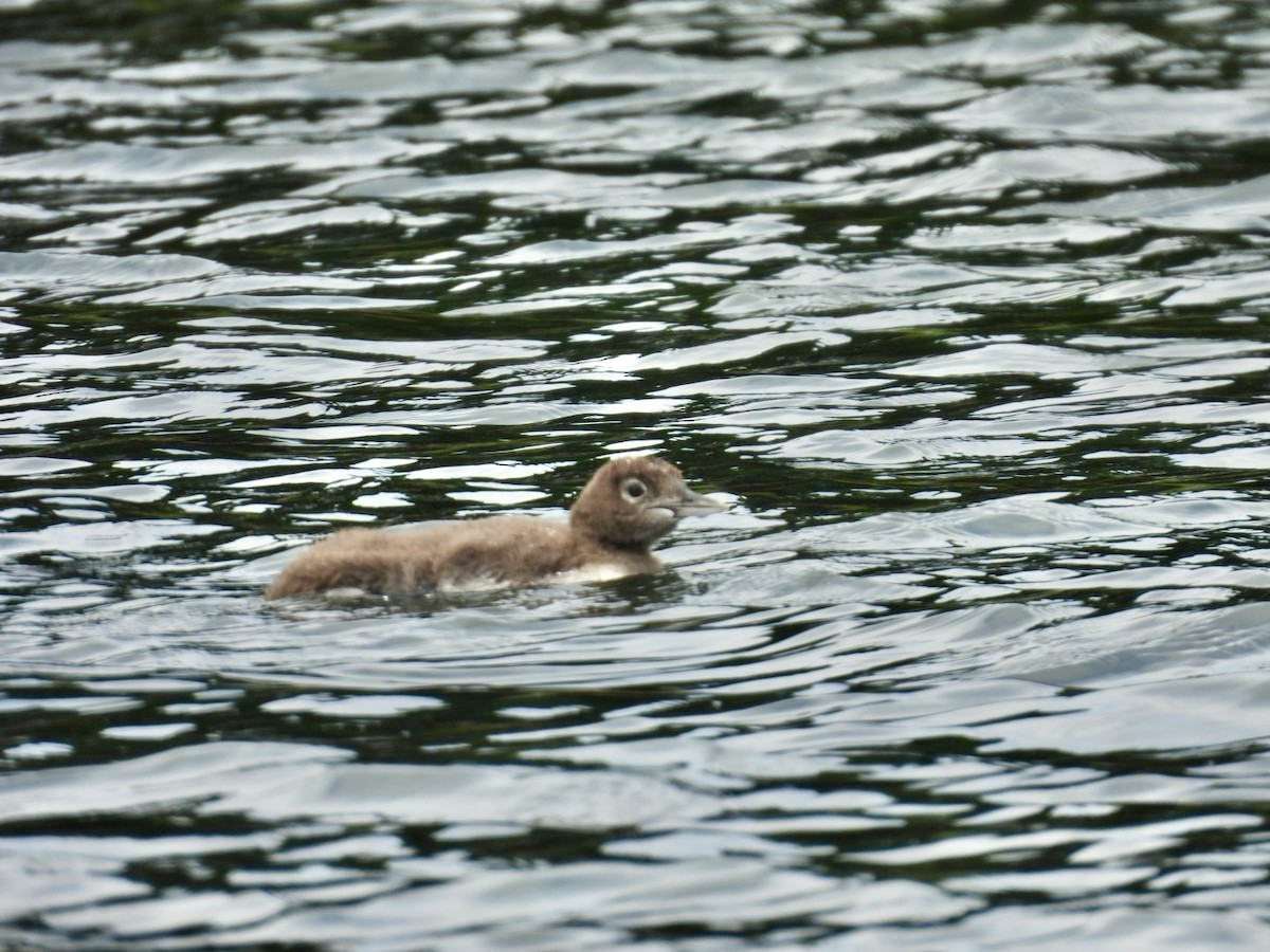 Common Loon - ML638726778