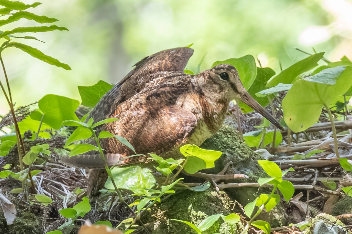 Eurasian Woodcock - ML638726808