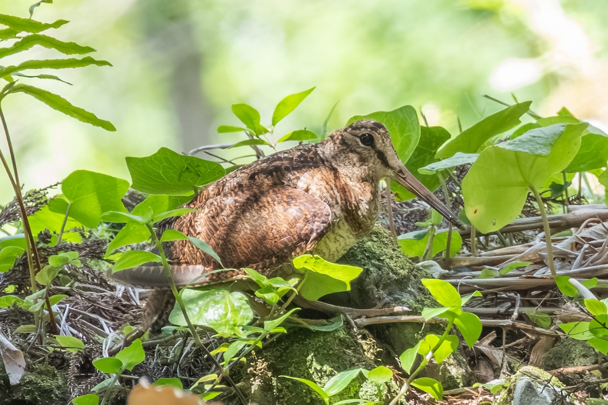 Eurasian Woodcock - ML638726809