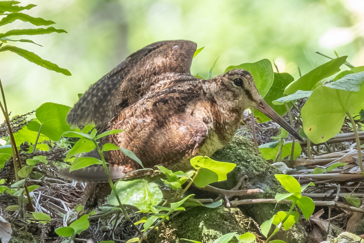 Eurasian Woodcock - ML638726810