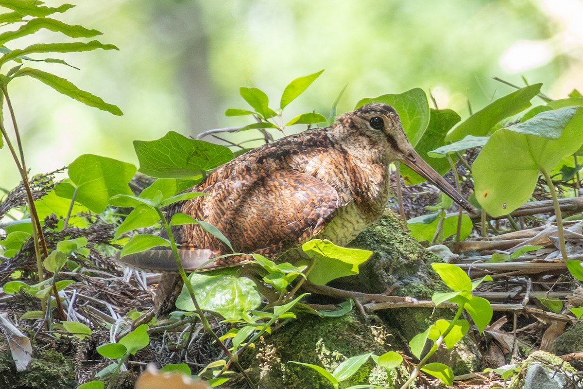 Eurasian Woodcock - ML638726811
