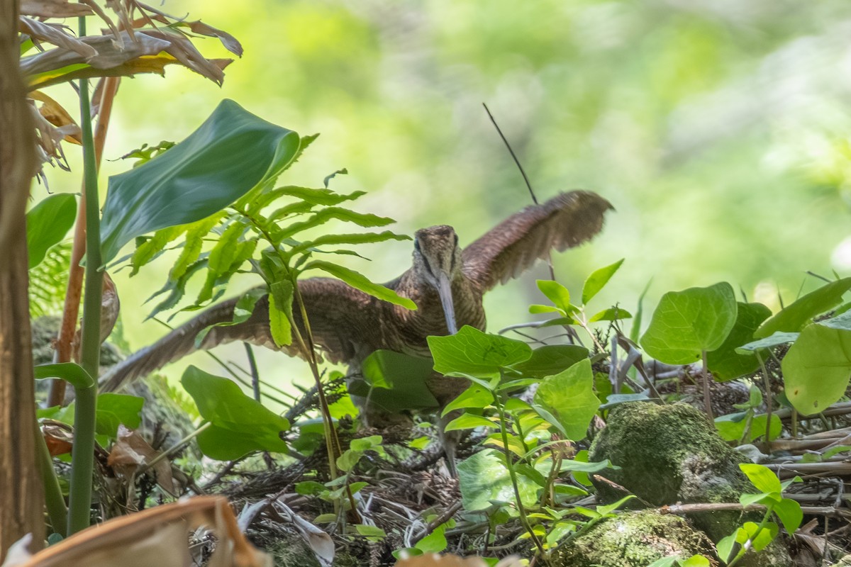 Eurasian Woodcock - ML638726812