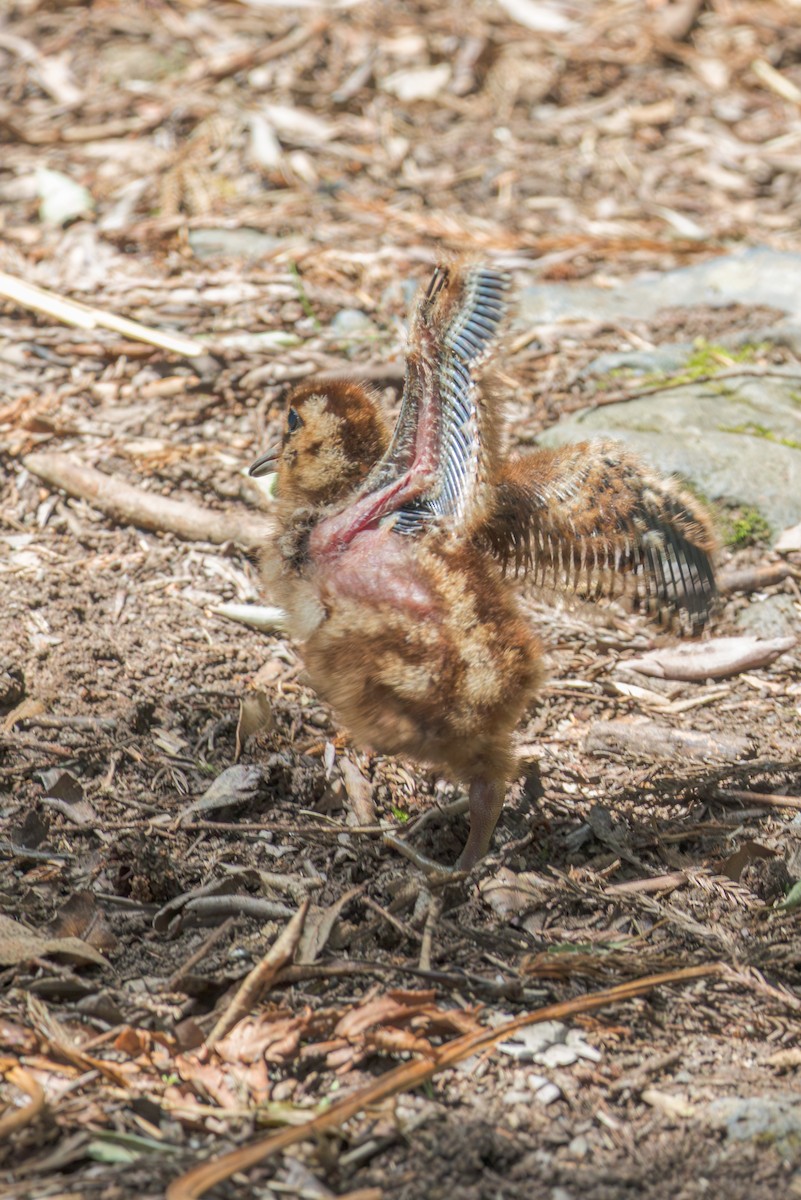 Eurasian Woodcock - ML638726813