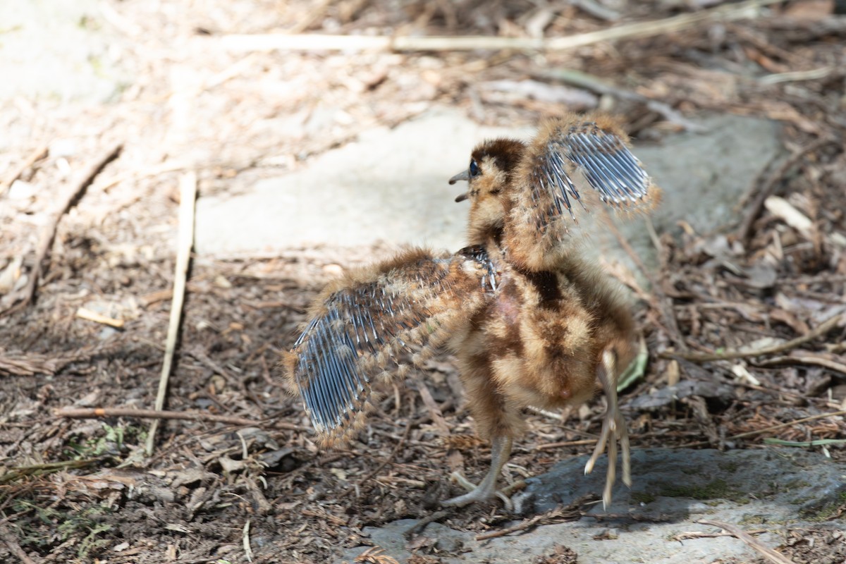 Eurasian Woodcock - ML638726814