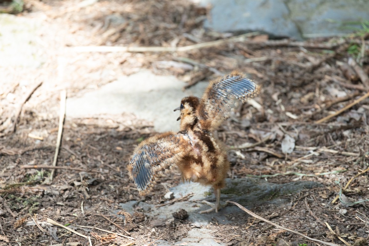 Eurasian Woodcock - ML638726816