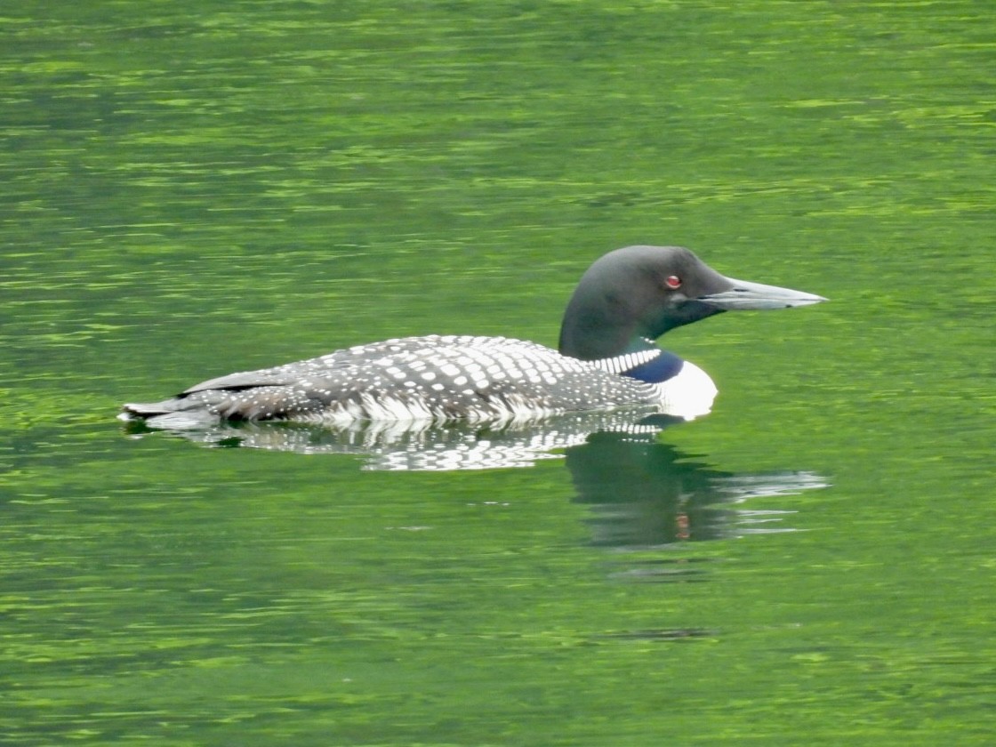 Common Loon - ML638726836