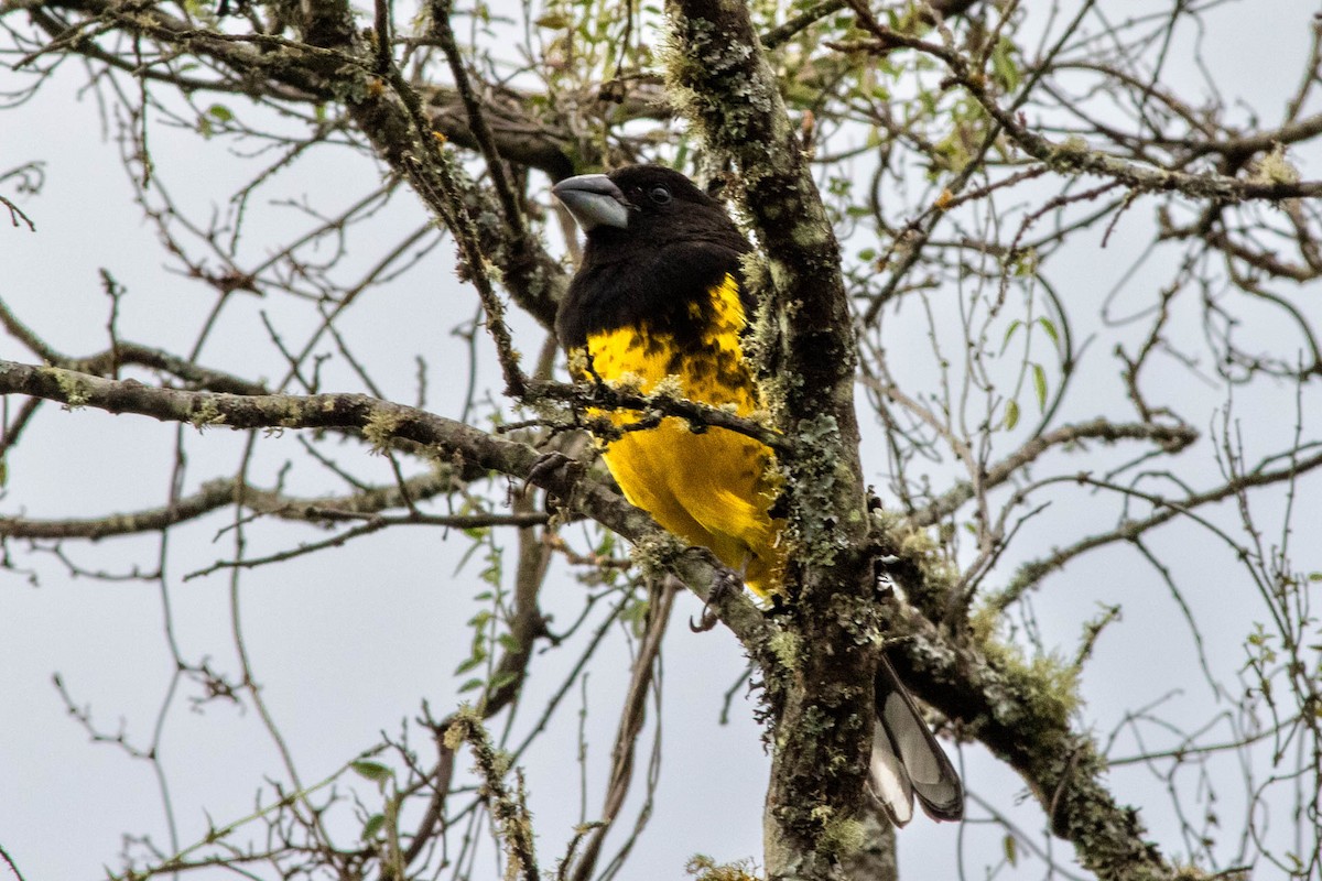 Black-backed Grosbeak - ML638726852