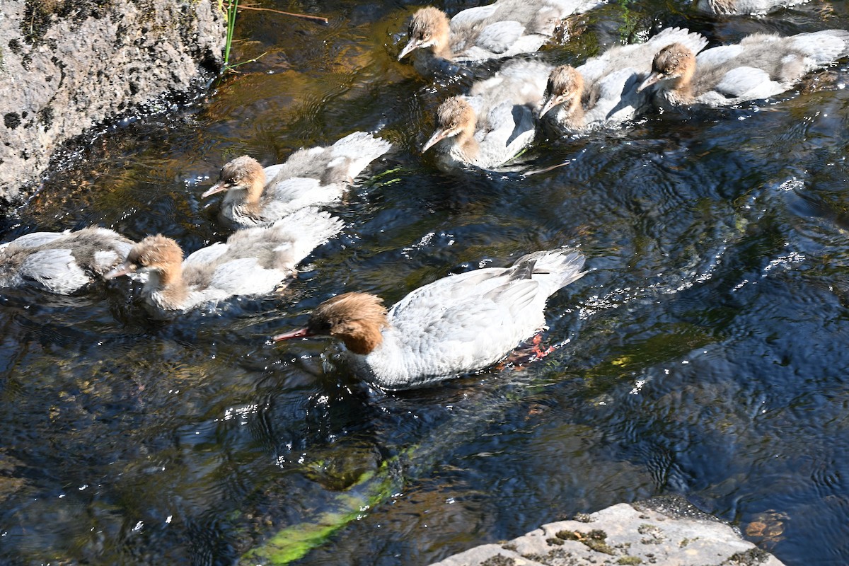 Common Merganser - ML638726854
