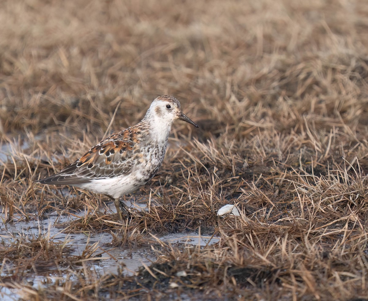 Rock Sandpiper - ML638726890