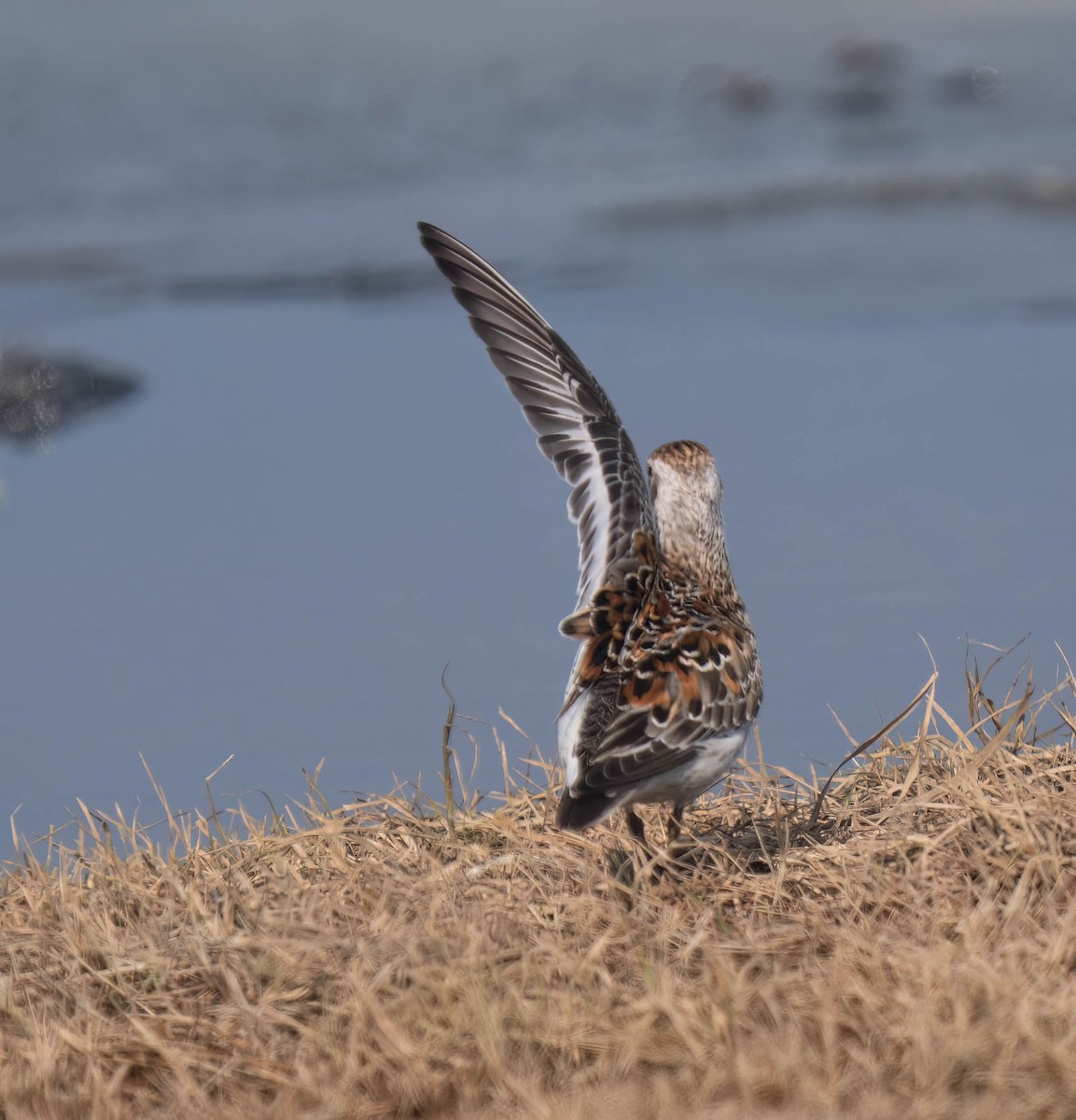Rock Sandpiper - ML638726932