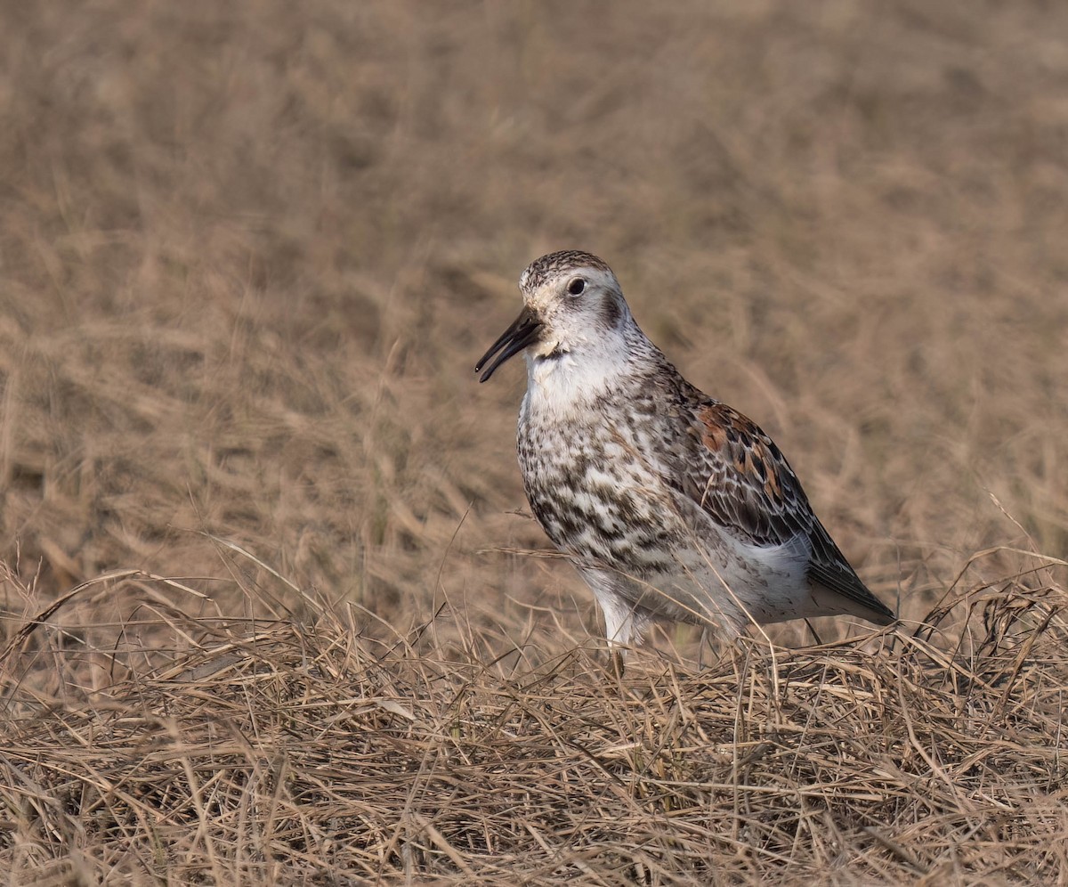Rock Sandpiper - ML638726935