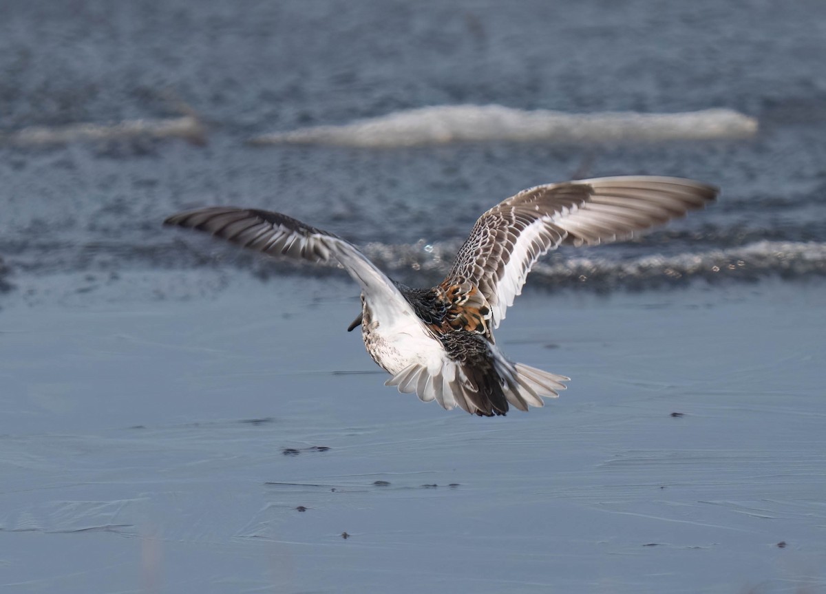 Rock Sandpiper - ML638726939