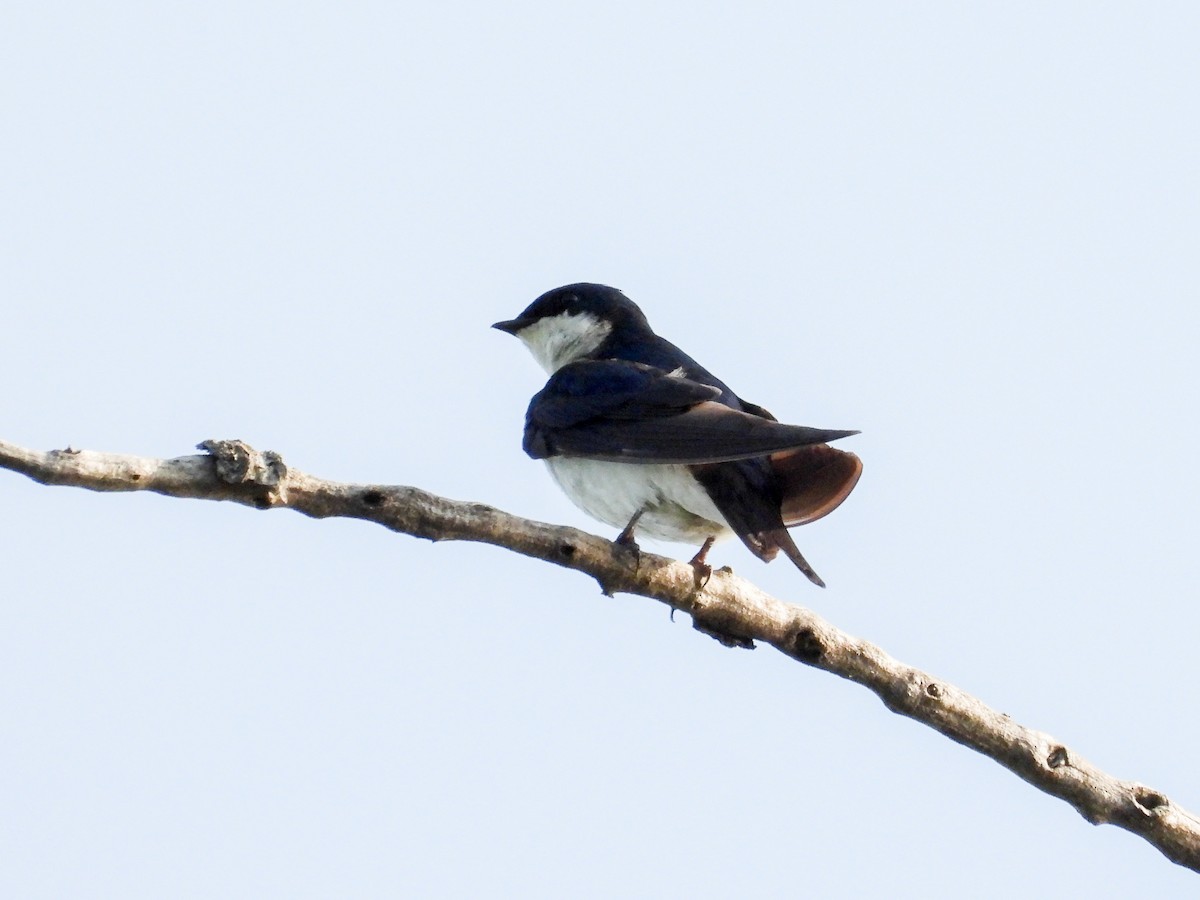 Tree Swallow - ML638726949