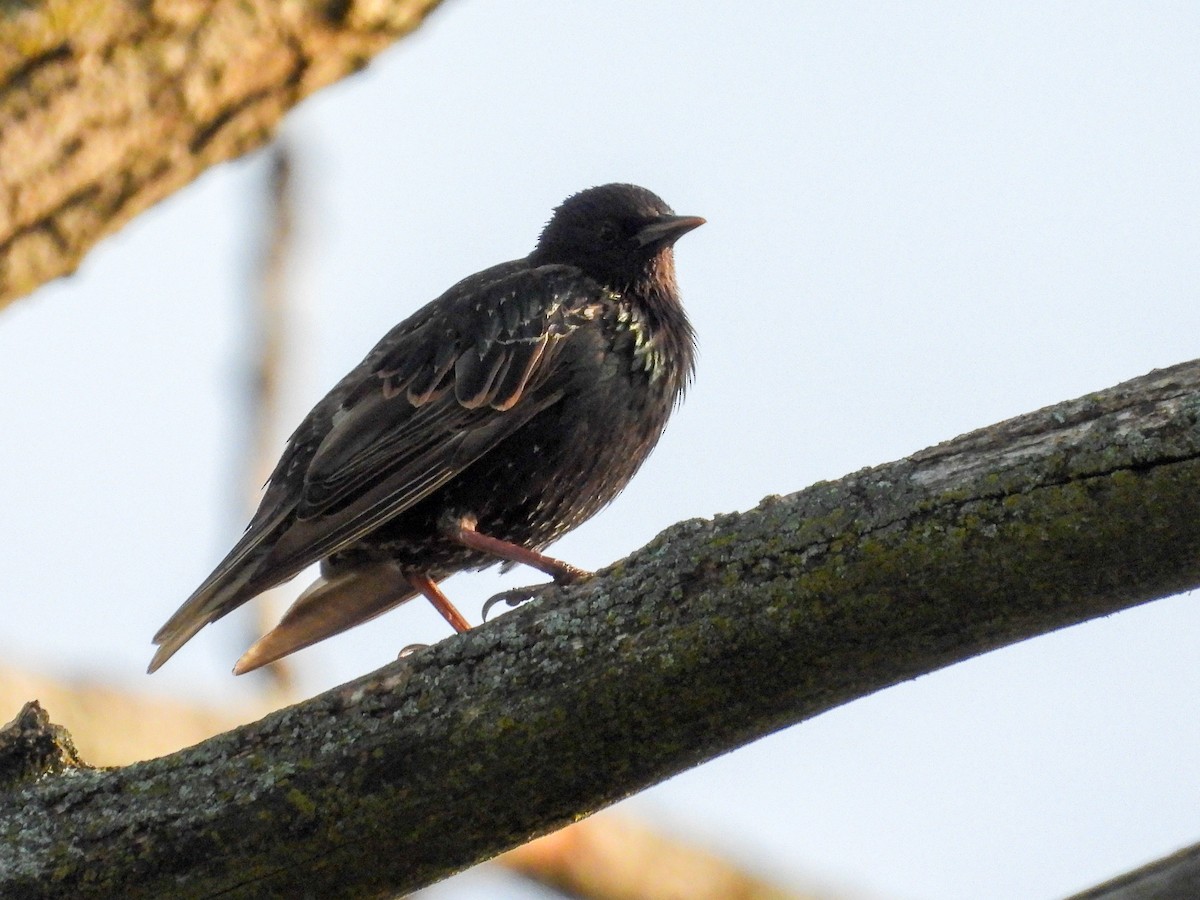 European Starling - ML638726963