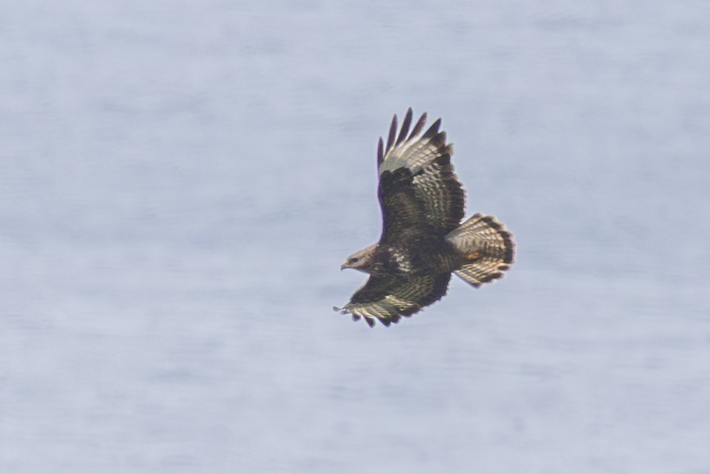Common Buzzard (Azores) - ML638727001