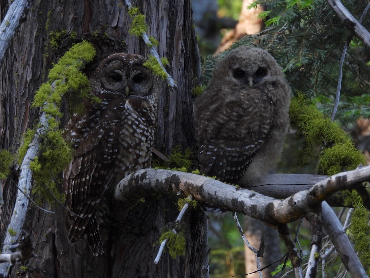 ニシアメリカフクロウ（occidentalis） - ML638727024
