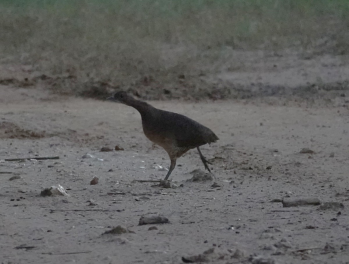 Undulated Tinamou - ML638727052