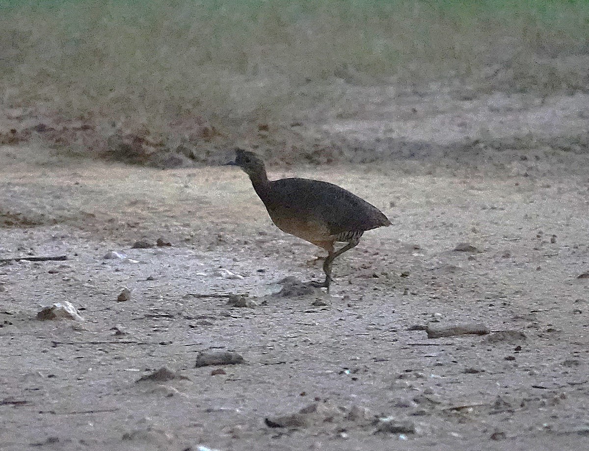 Undulated Tinamou - ML638727057