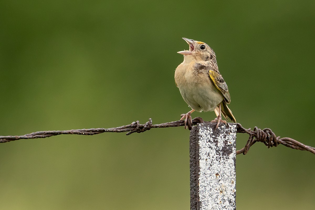 Grasshopper Sparrow - ML638727066