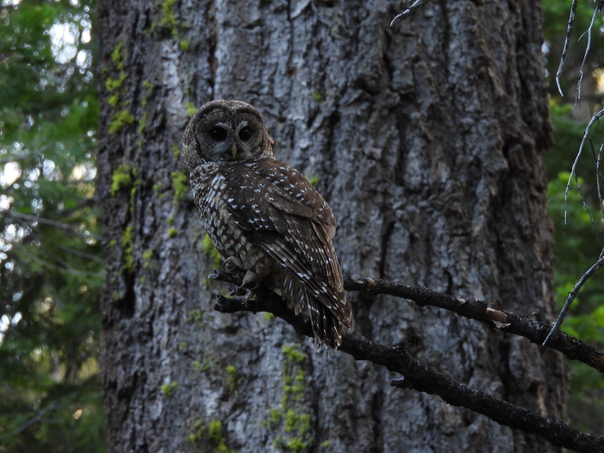 ニシアメリカフクロウ（occidentalis） - ML638727073