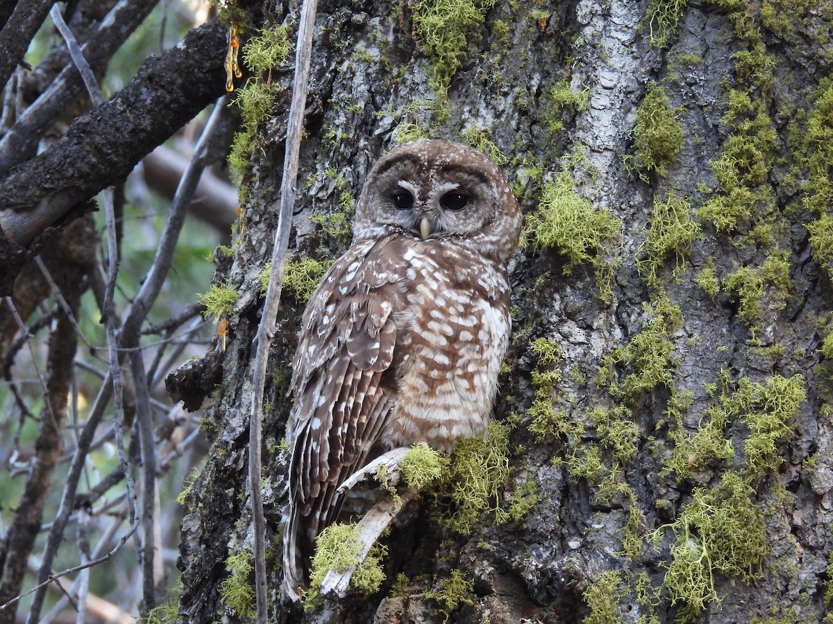 ニシアメリカフクロウ（occidentalis） - ML638727074