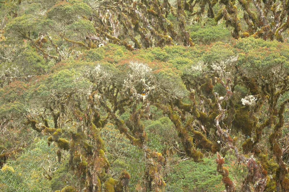 Golden-backed Mountain Tanager - ML638727075