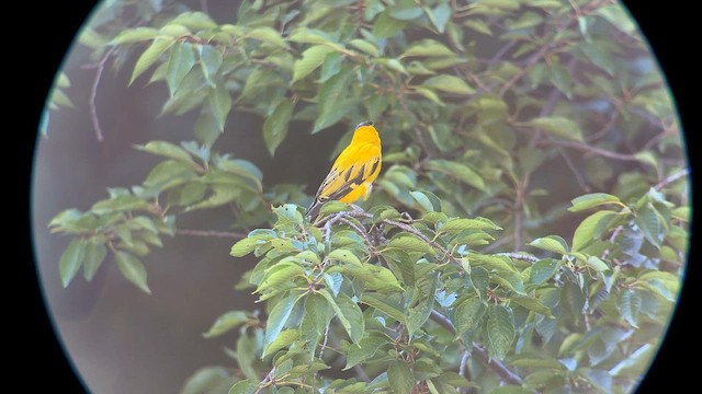 Black-naped Oriole - ML638727085