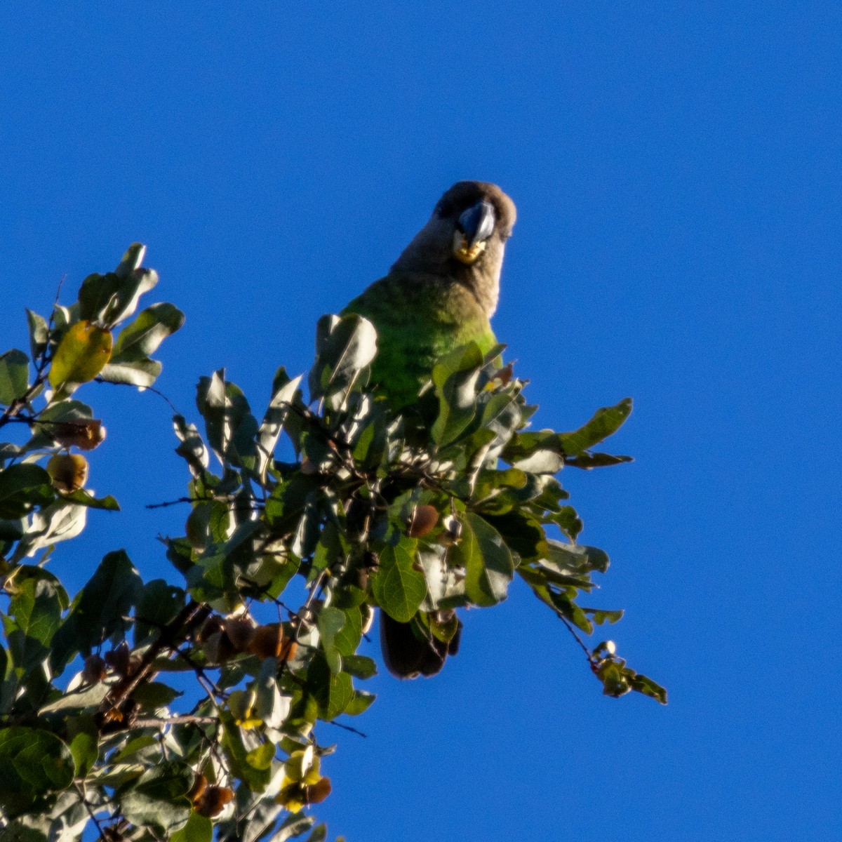 Brown-headed Parrot - ML638727093