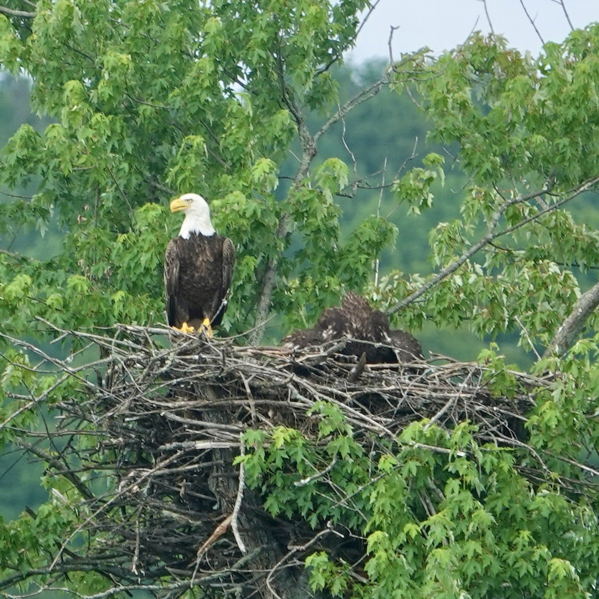 Bald Eagle - ML638727113