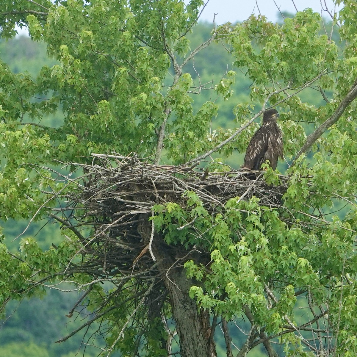 Bald Eagle - ML638727114
