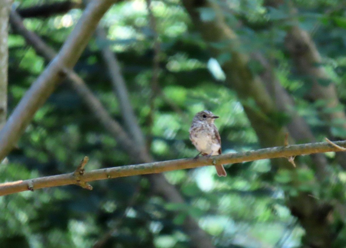 Spotted Flycatcher - ML638727120