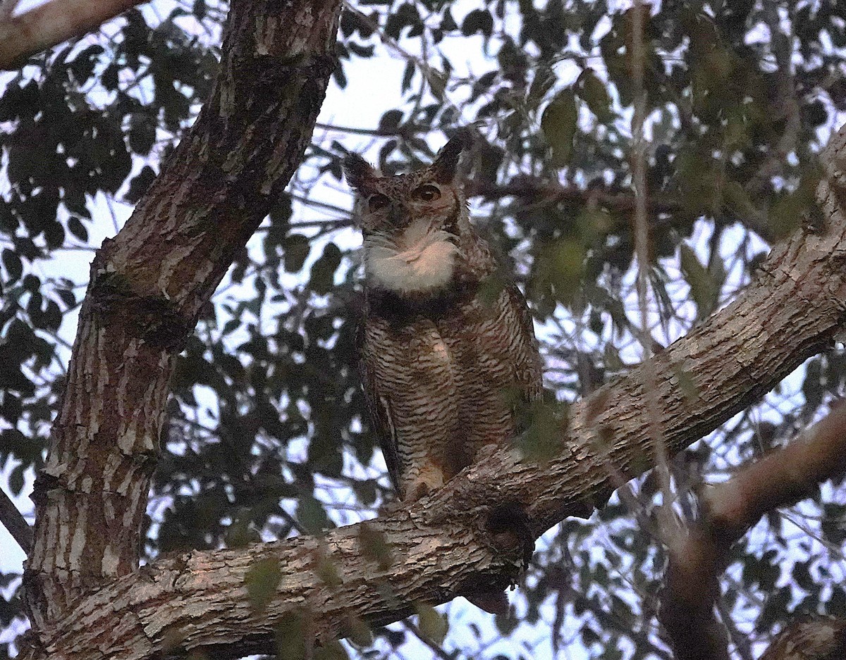 Great Horned Owl - ML638727165